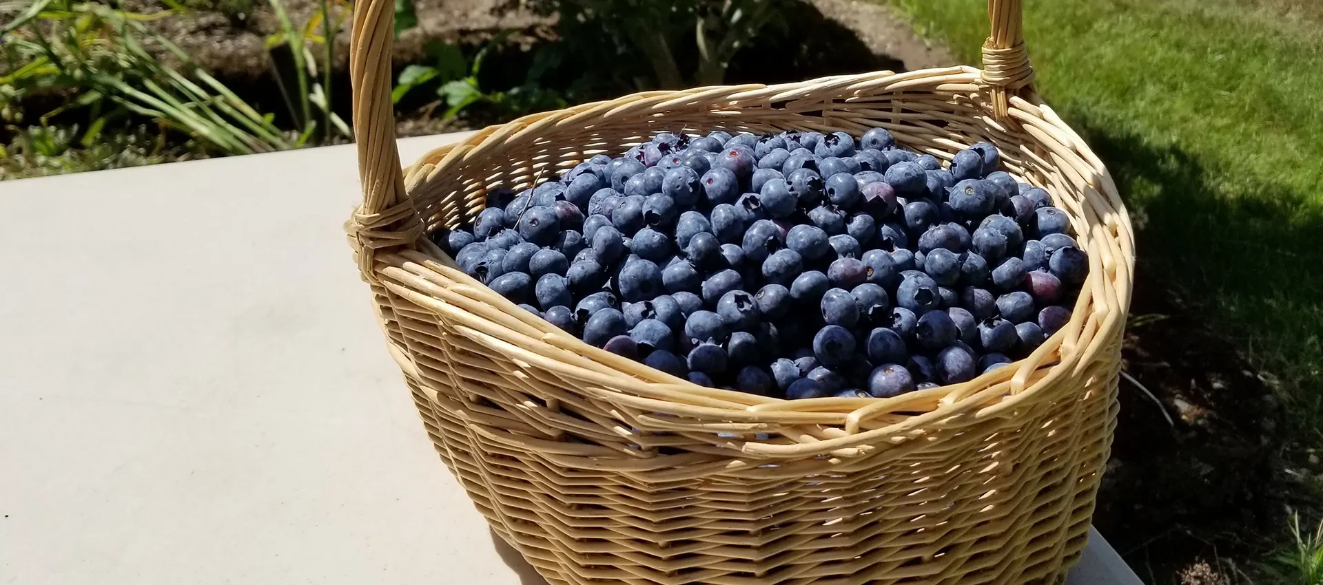 Fresh Blueberry U-Pick