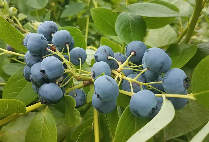 The Best Time to Pick Blueberries