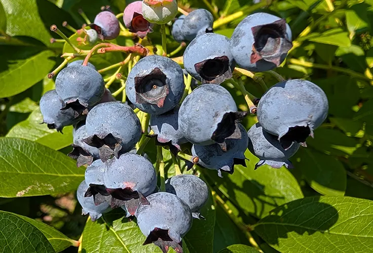 Blueberry U-Pick